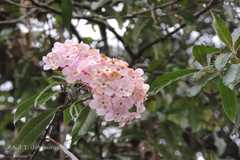 Luculia gratissima